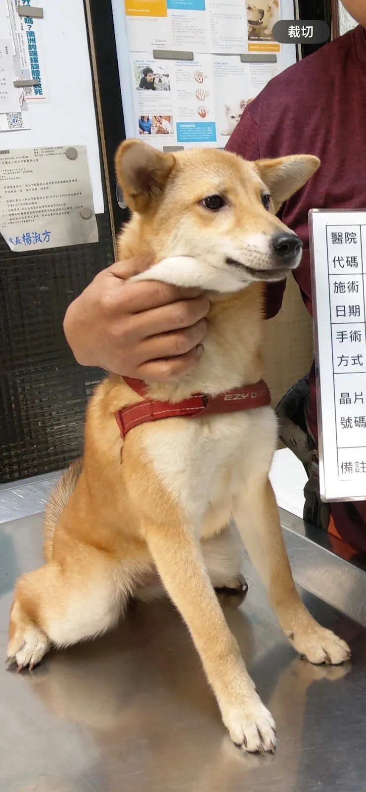 康寶動物醫院