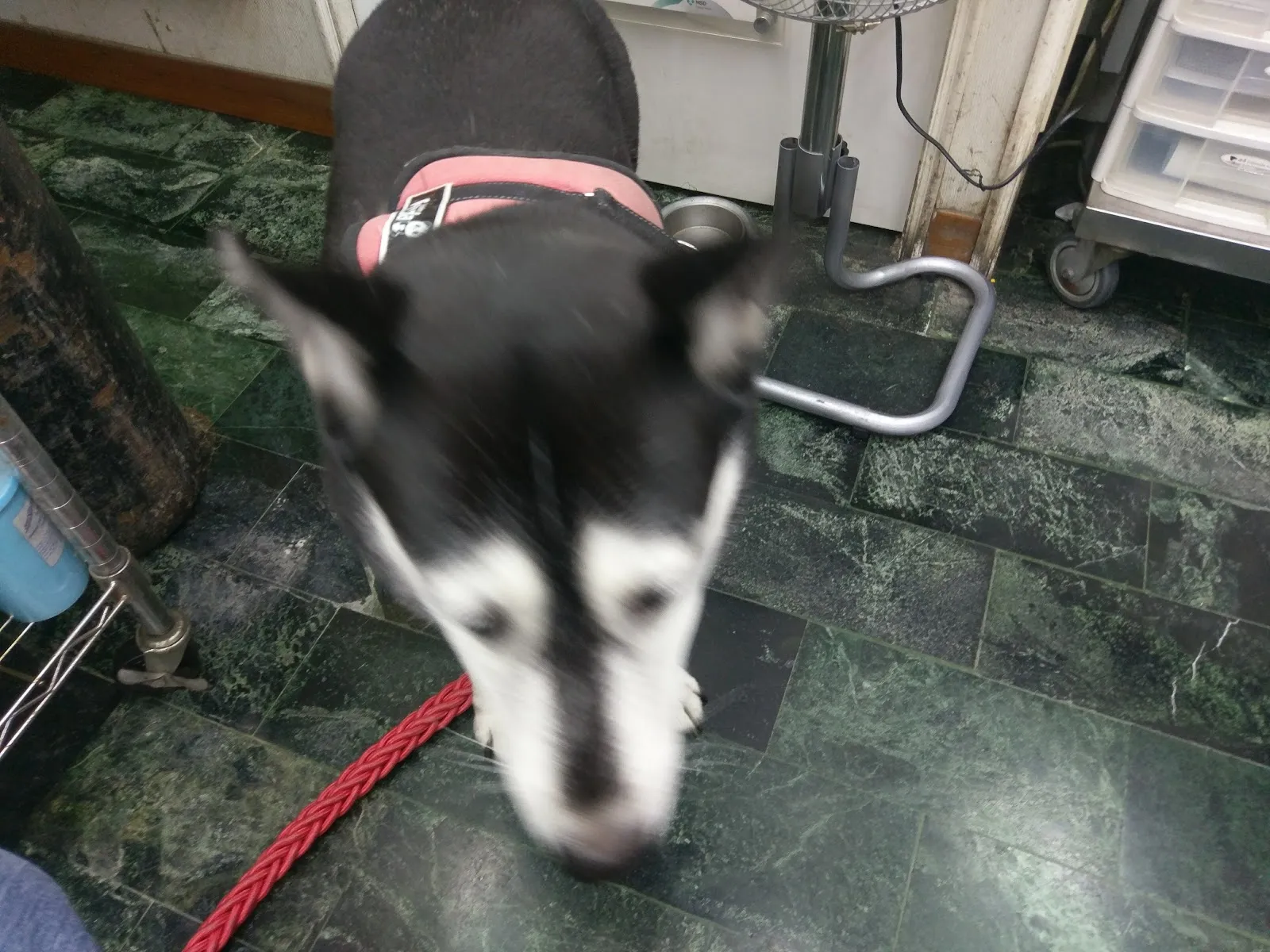 吉生動物醫院