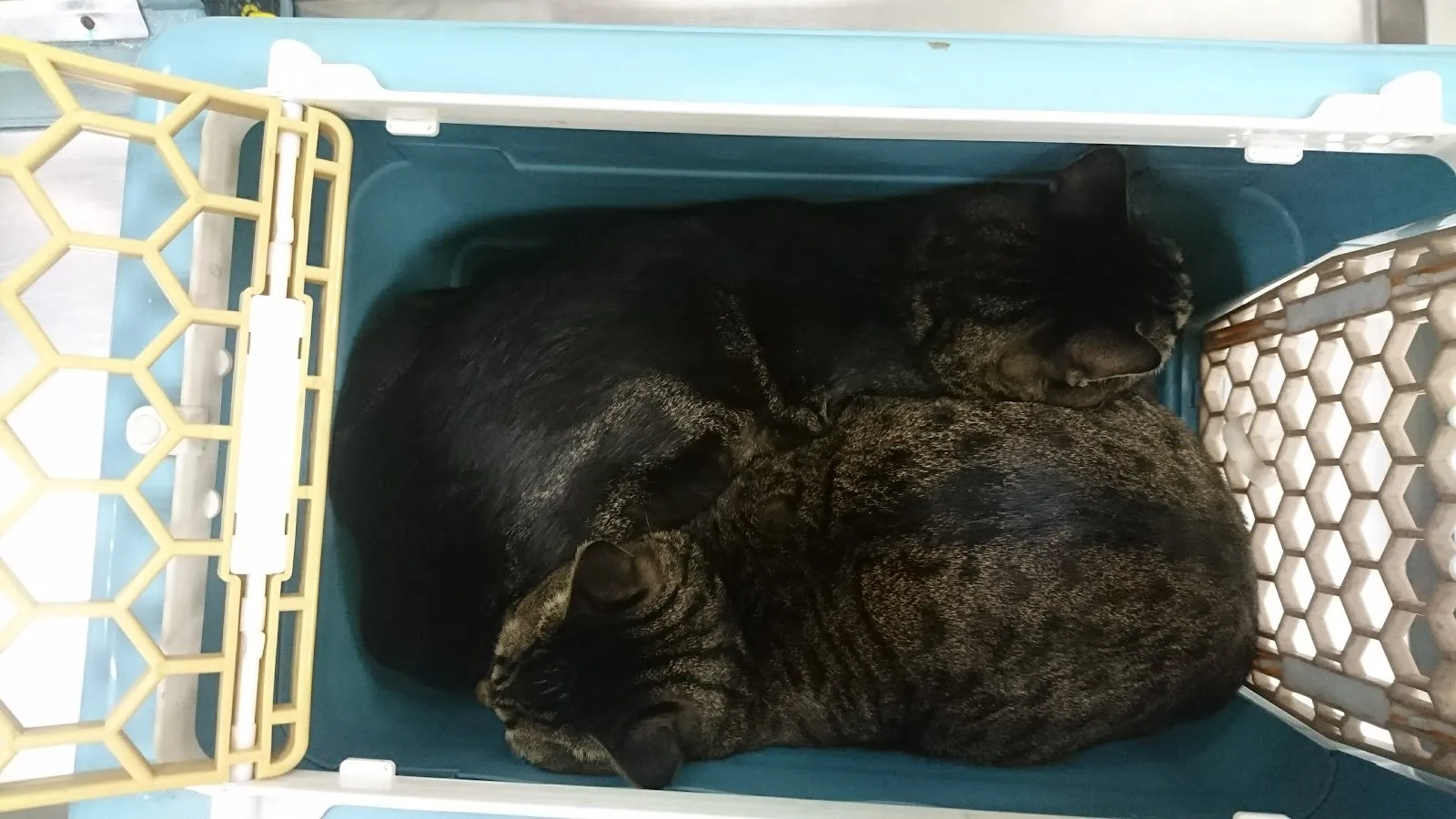 民昇動物醫院