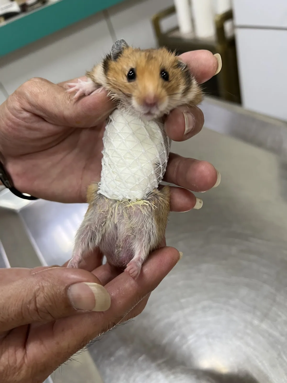 宏仁動物醫院