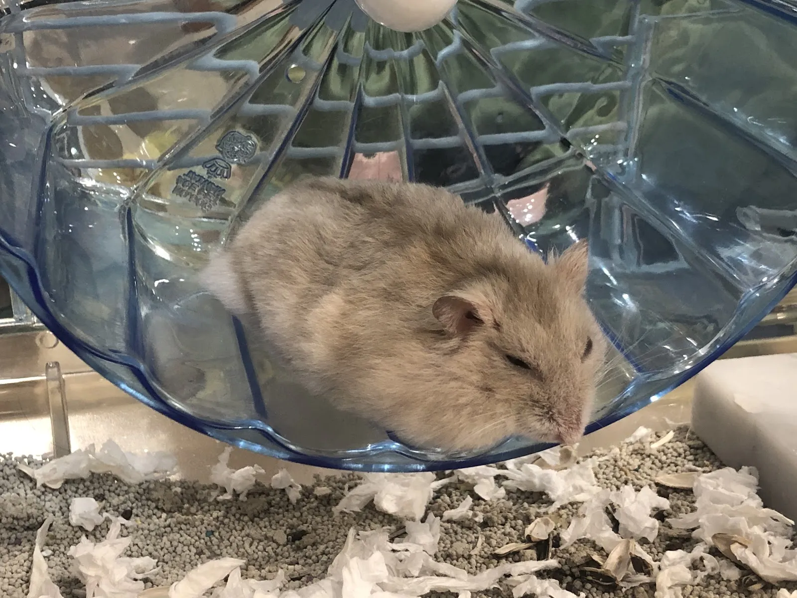 春日動物診所
