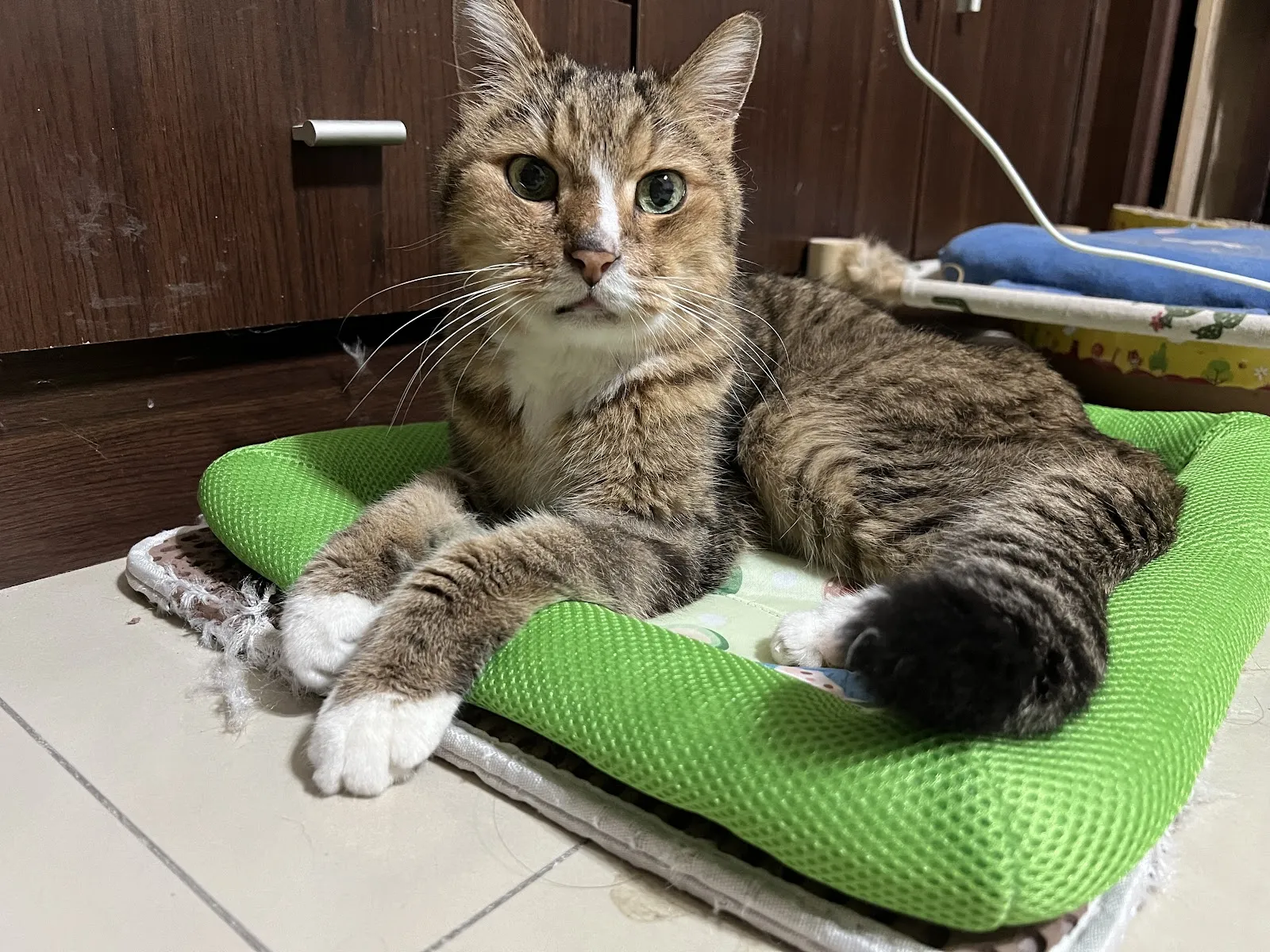 普羅旺斯動物醫院