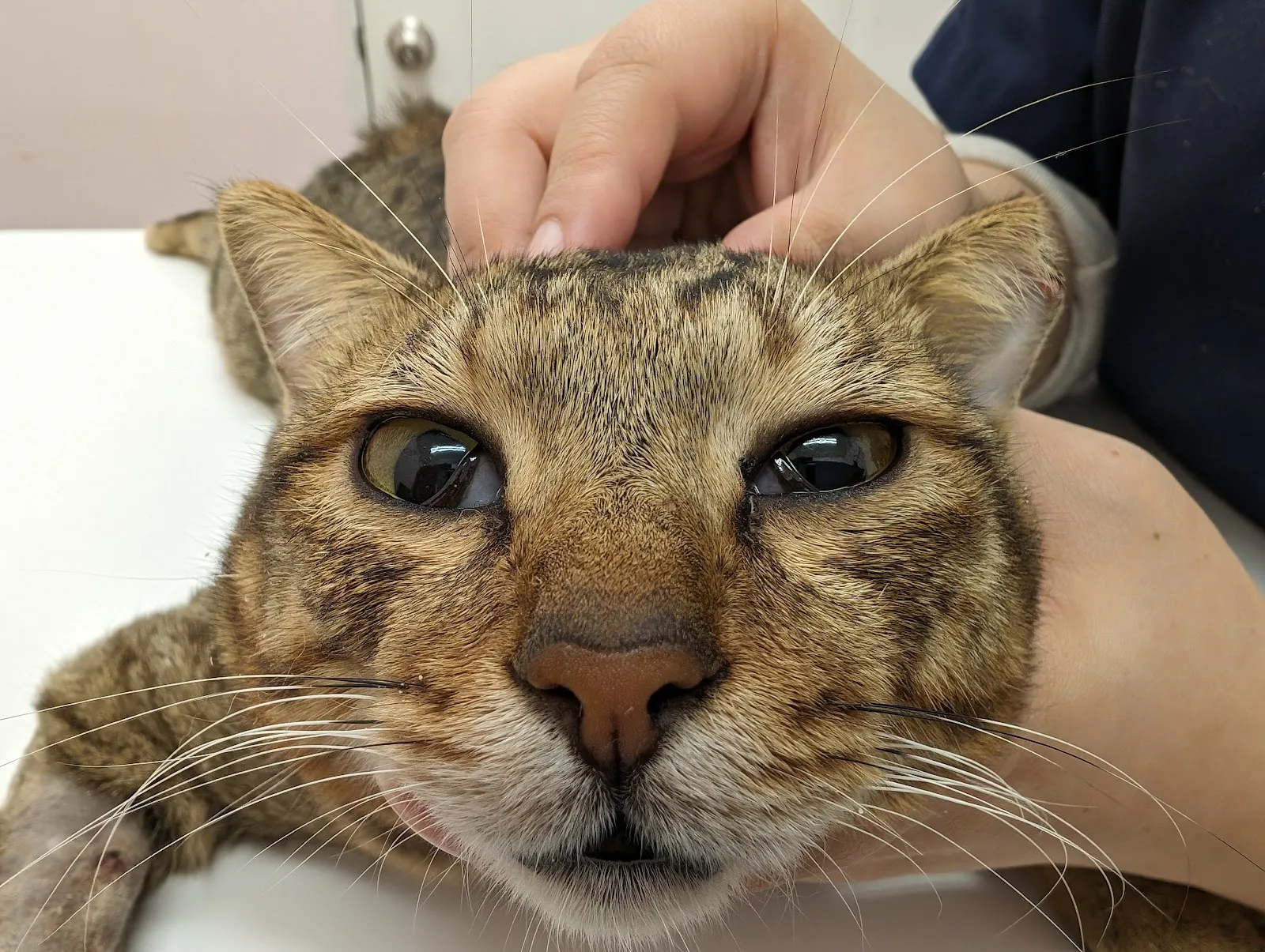 鶯歌奇緣動物醫院