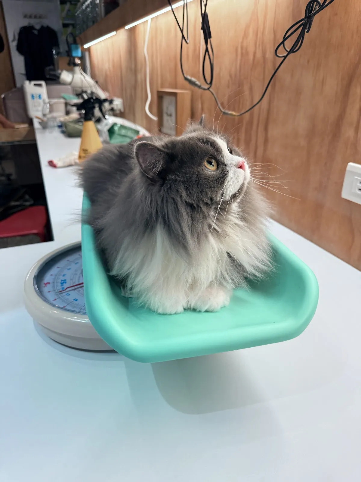 默默動物醫院