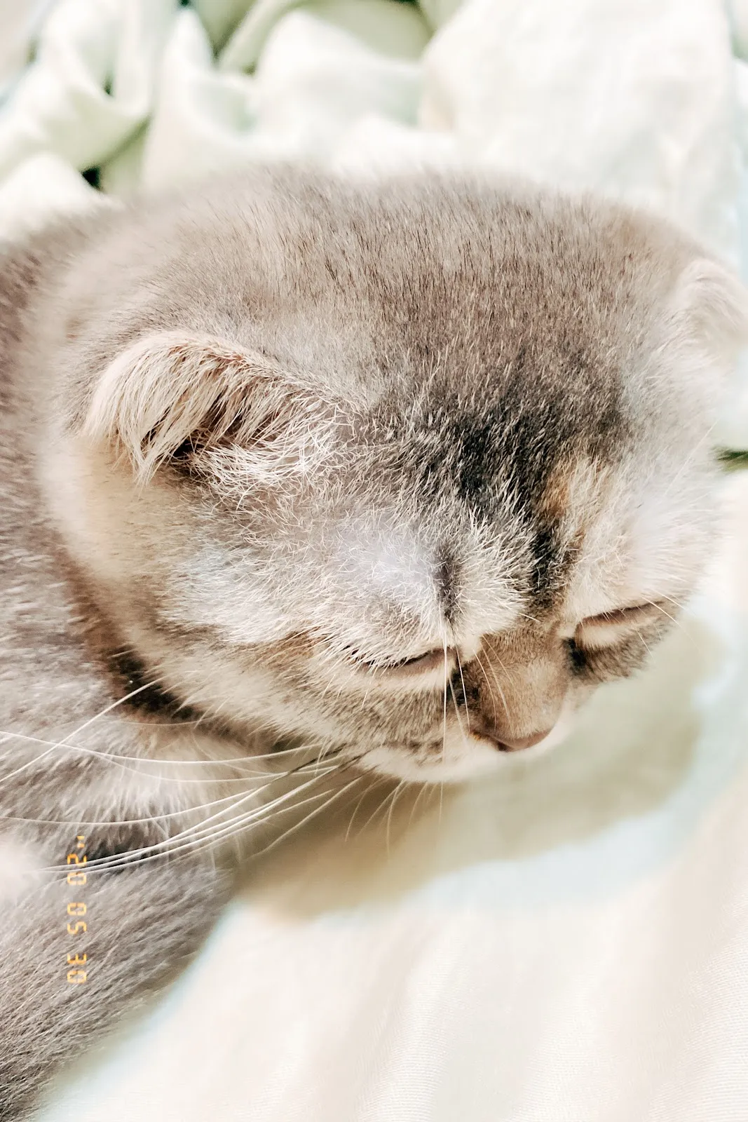 馨田動物醫院