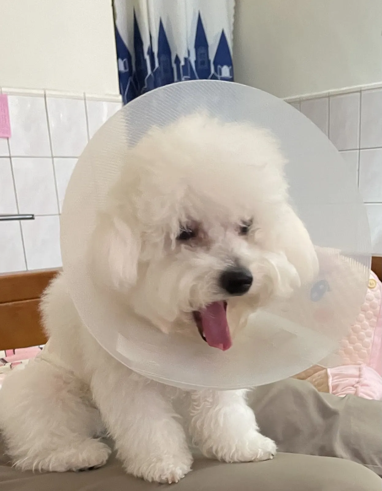 冠豪動物醫院