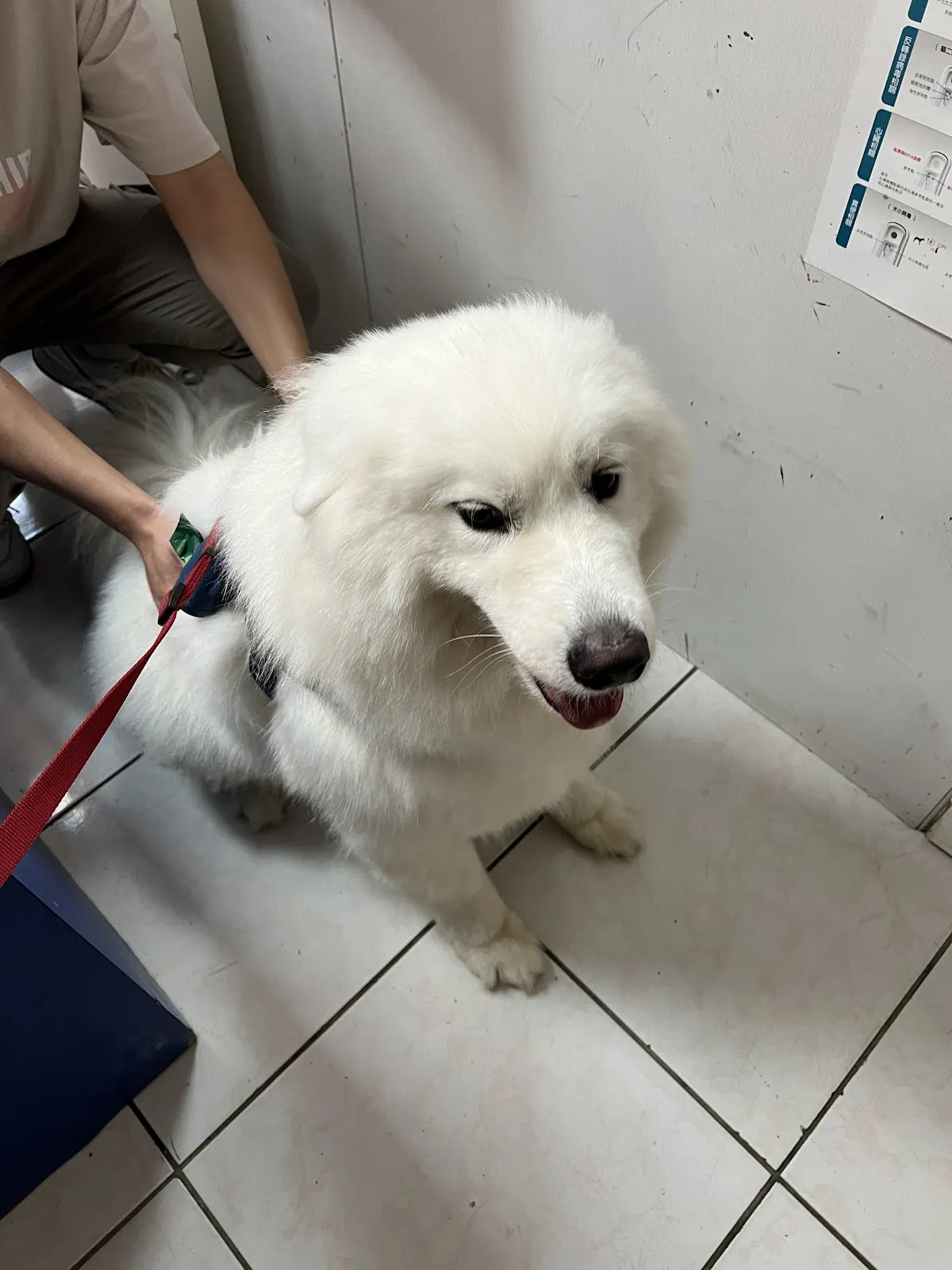 和泉動物醫院