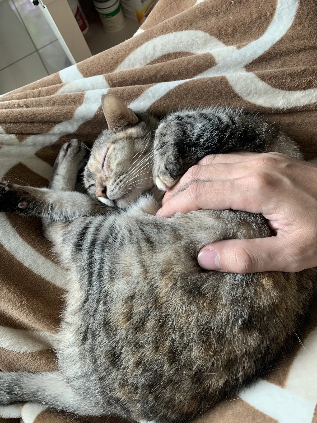 冠友動物醫院