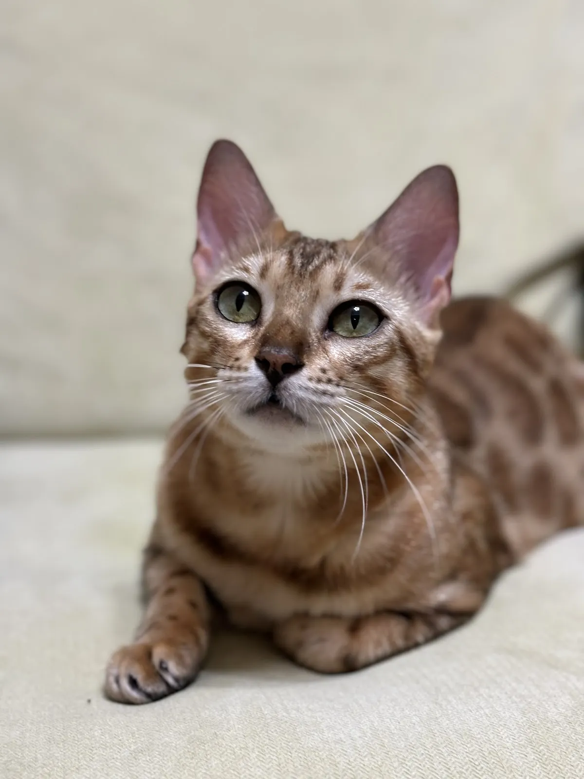安興動物醫院