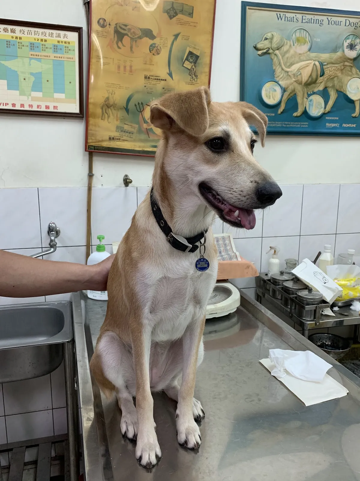 中山犬醫院