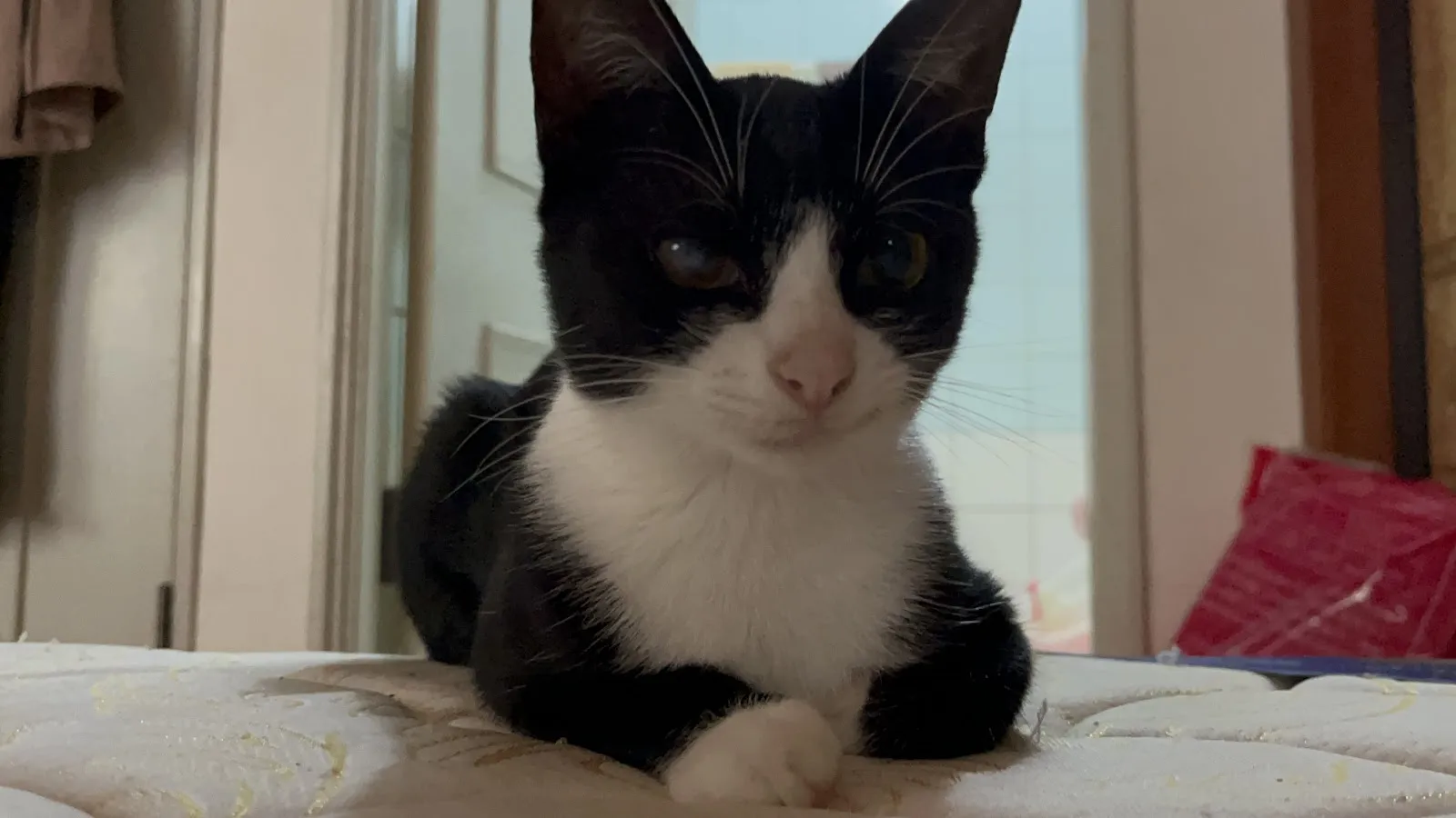 九大動物醫院
