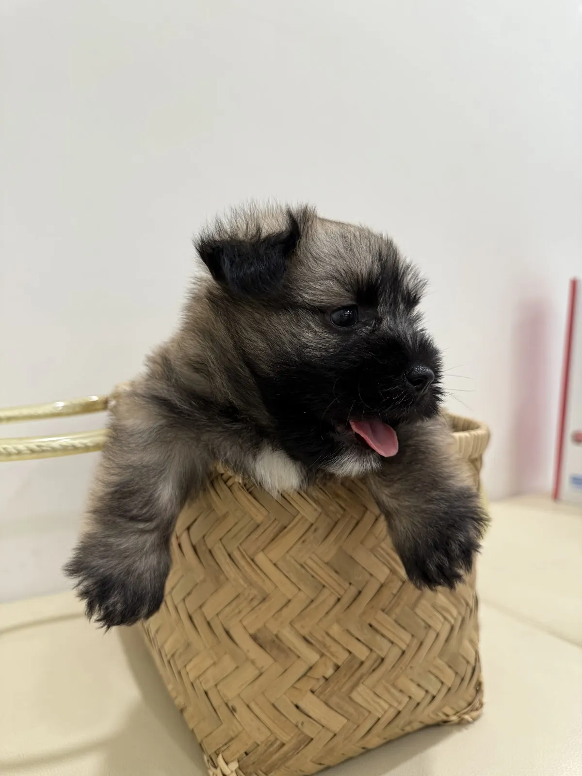提姆動物醫院