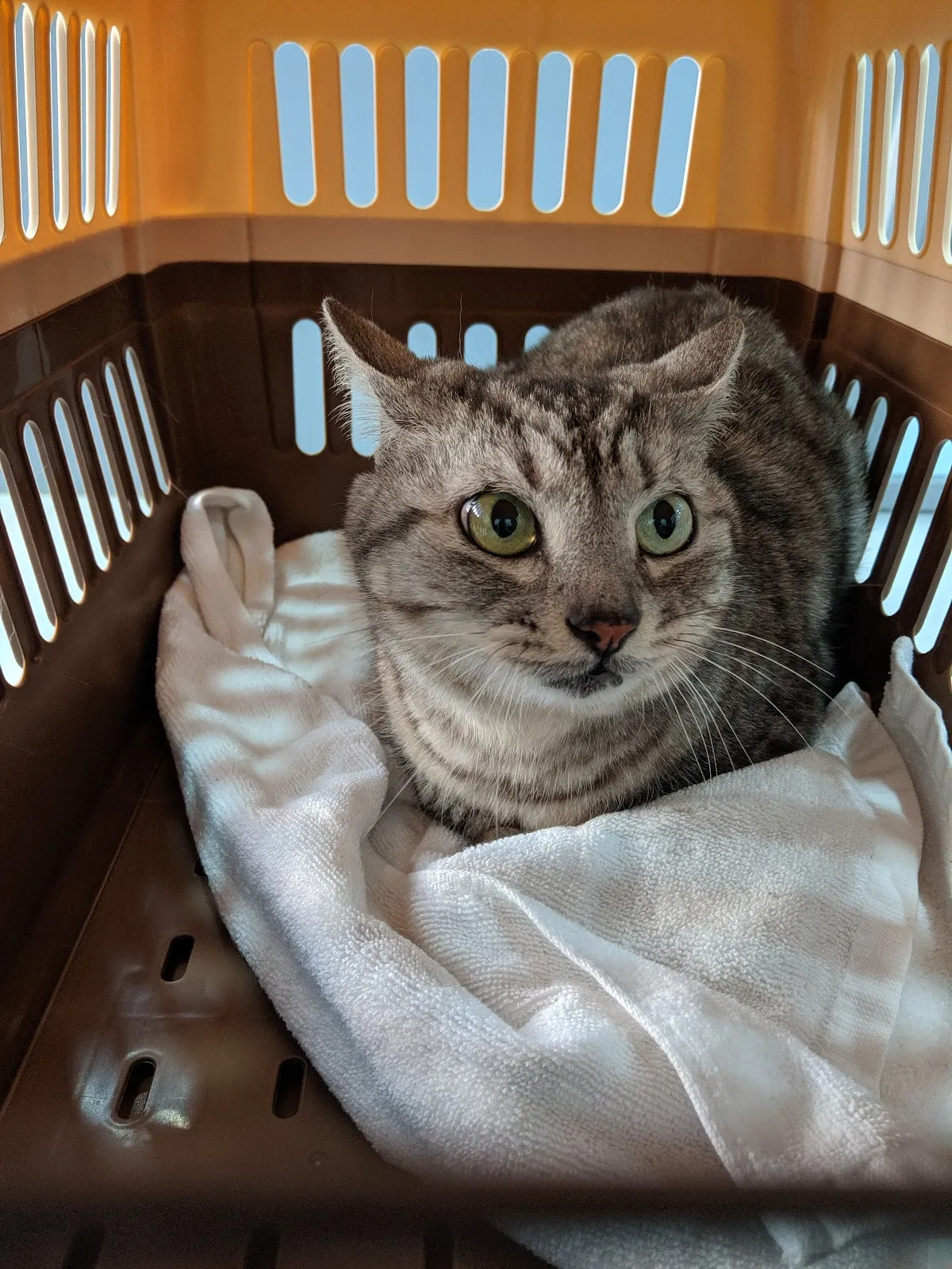 恩怡動物醫院