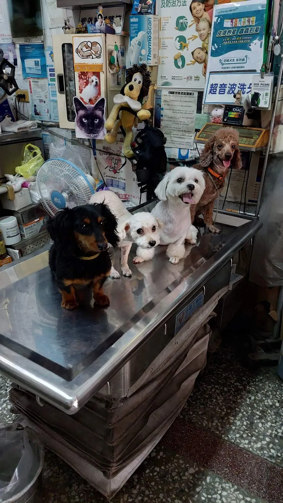 富台動物醫院