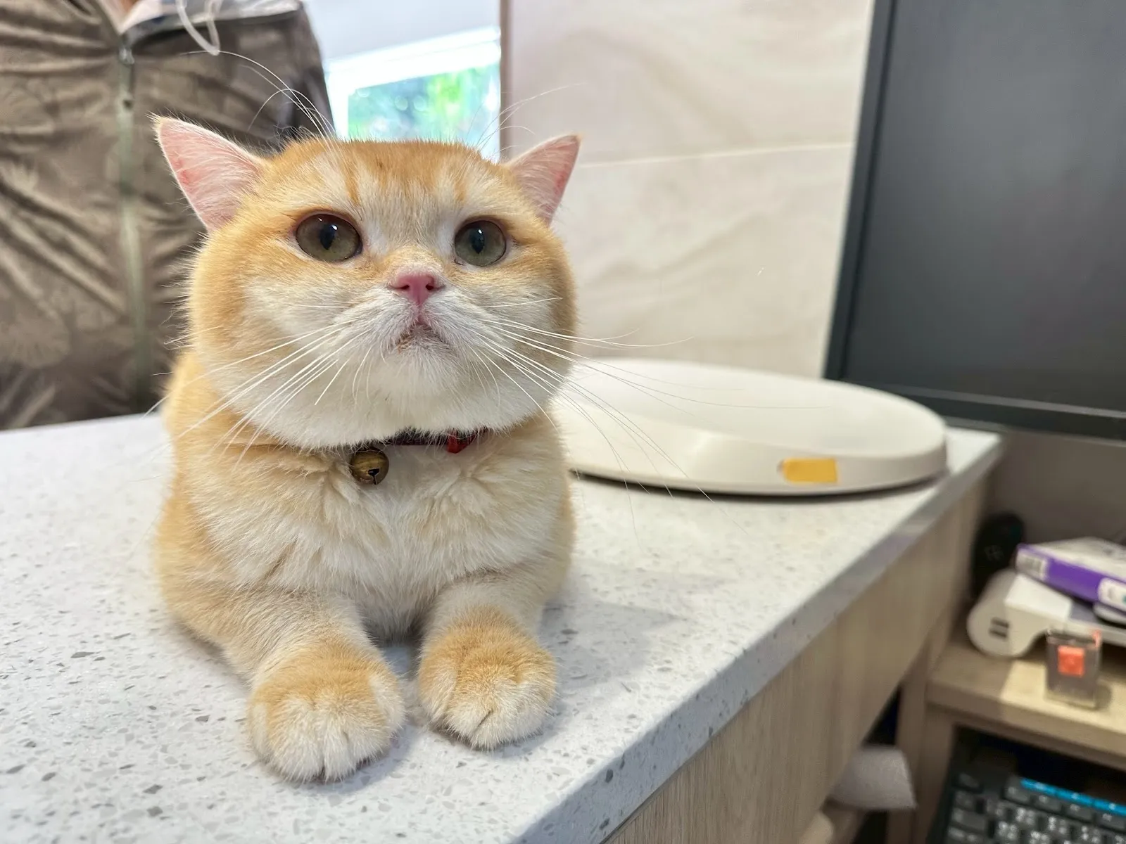 卡布動物醫院