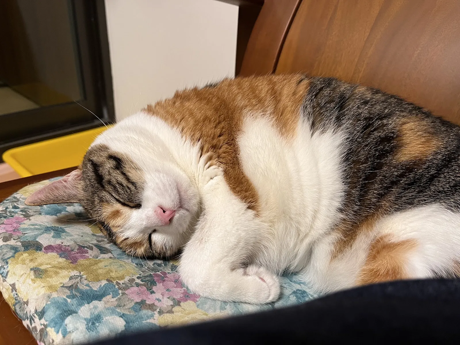 寶貝動物醫院
