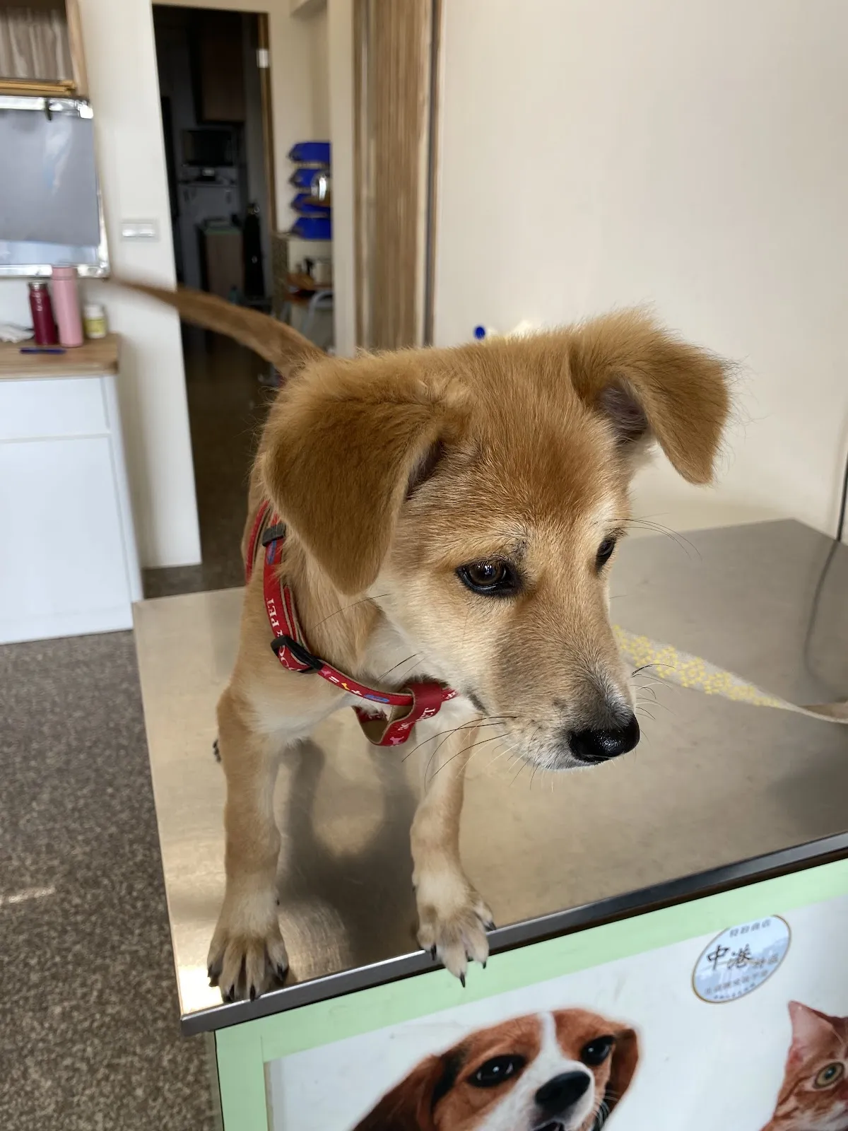 宏仁動物醫院