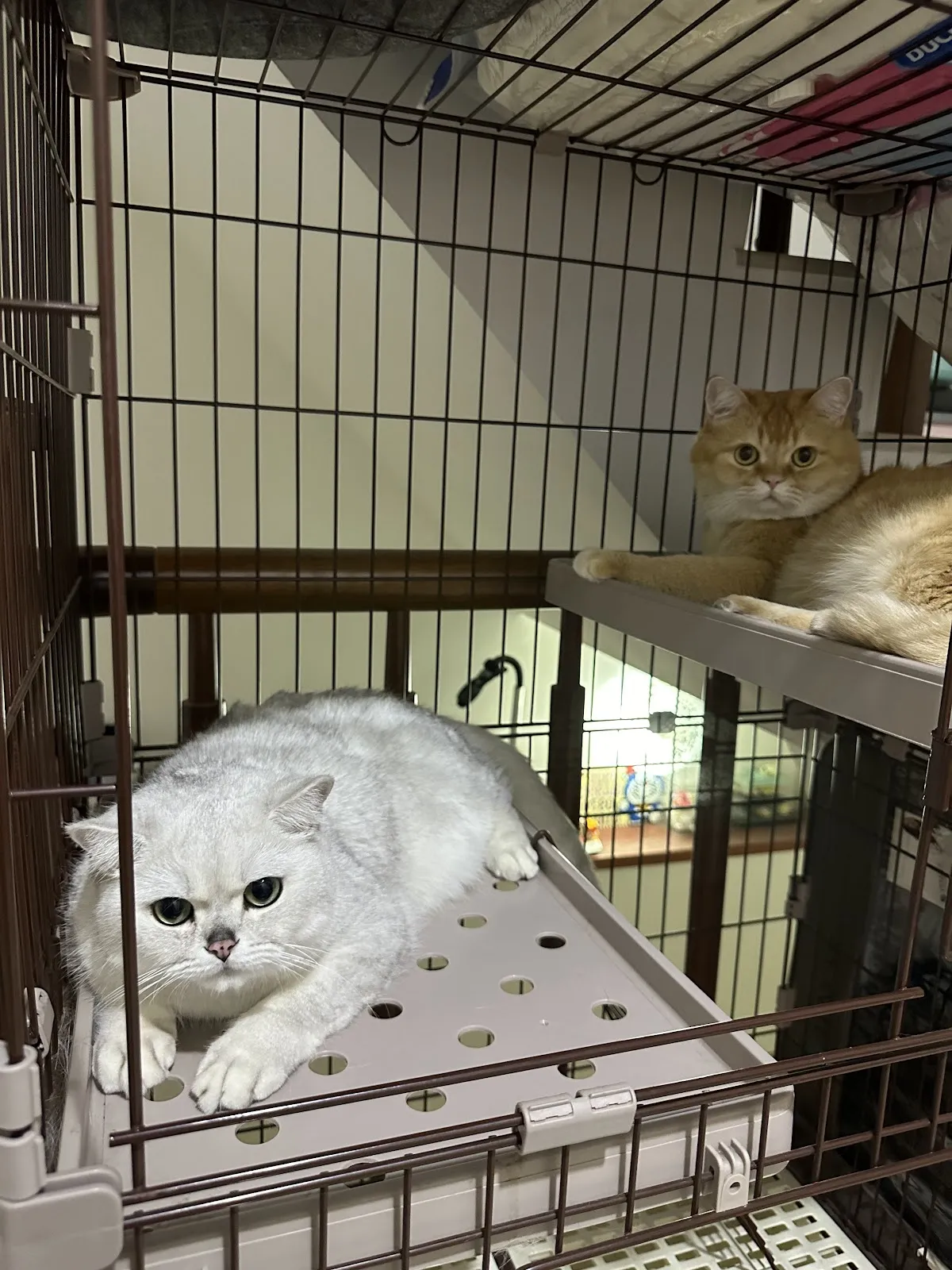 宏麟動物醫院