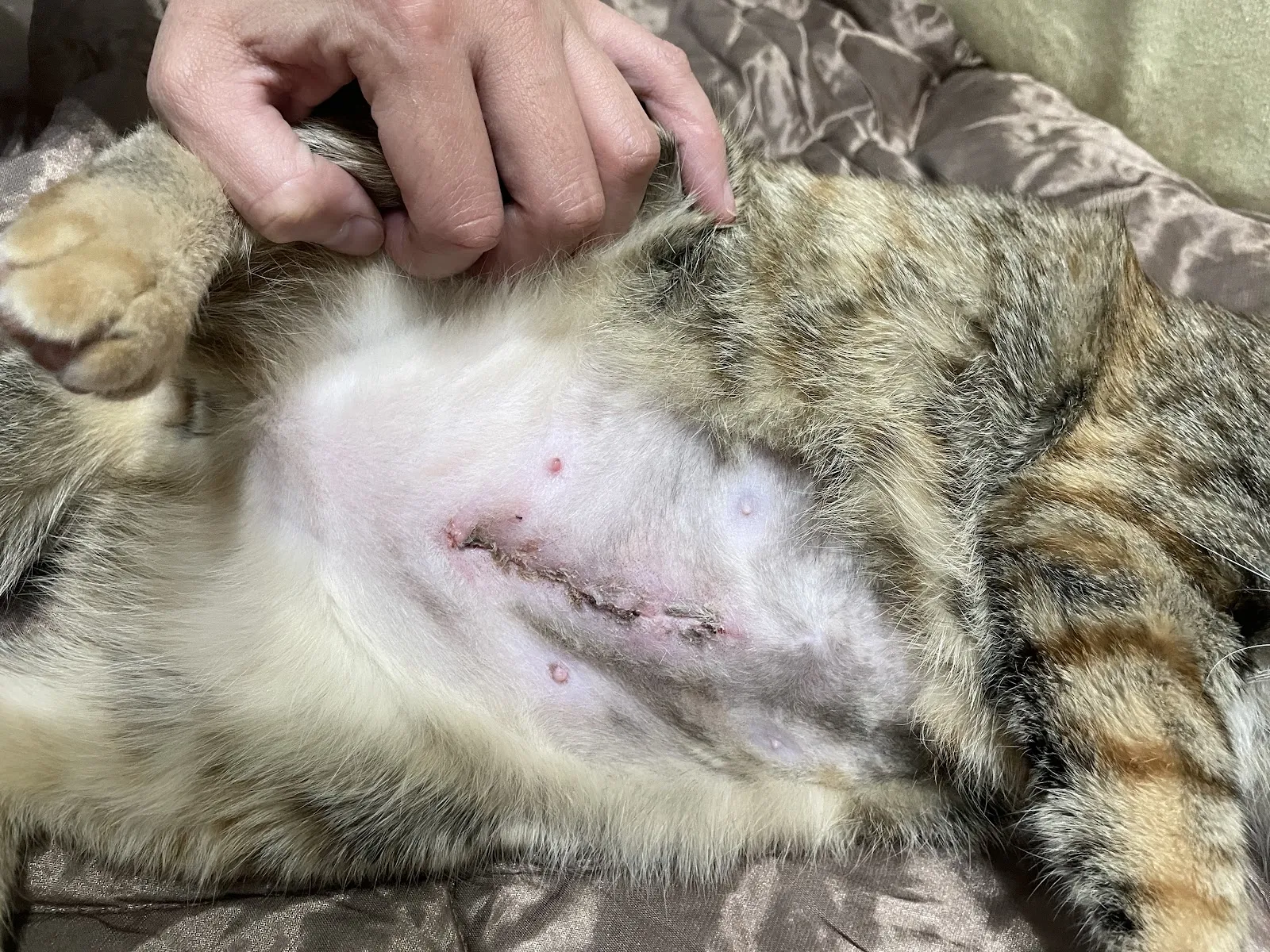 中美動物醫院