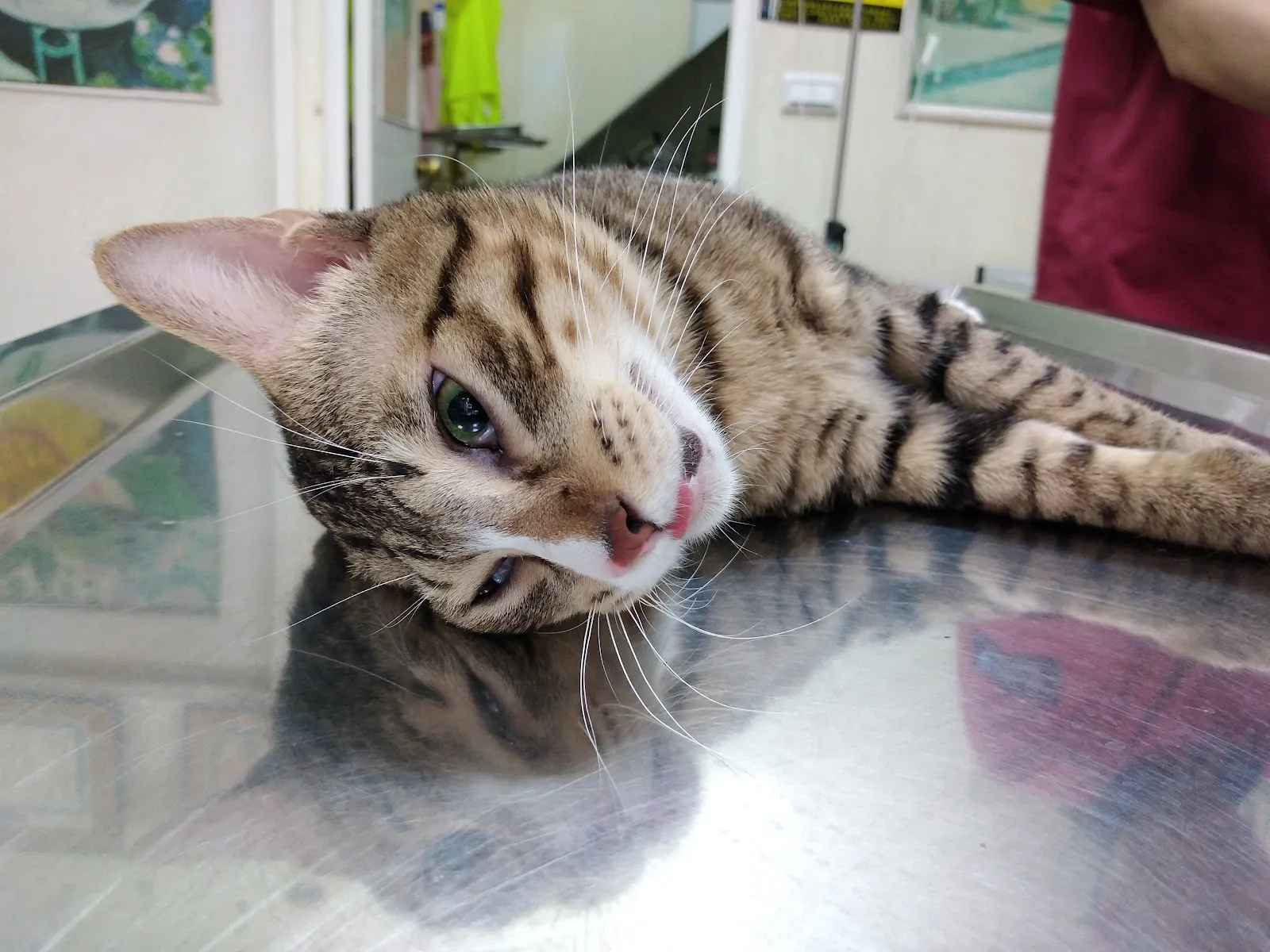 興昌動物醫院