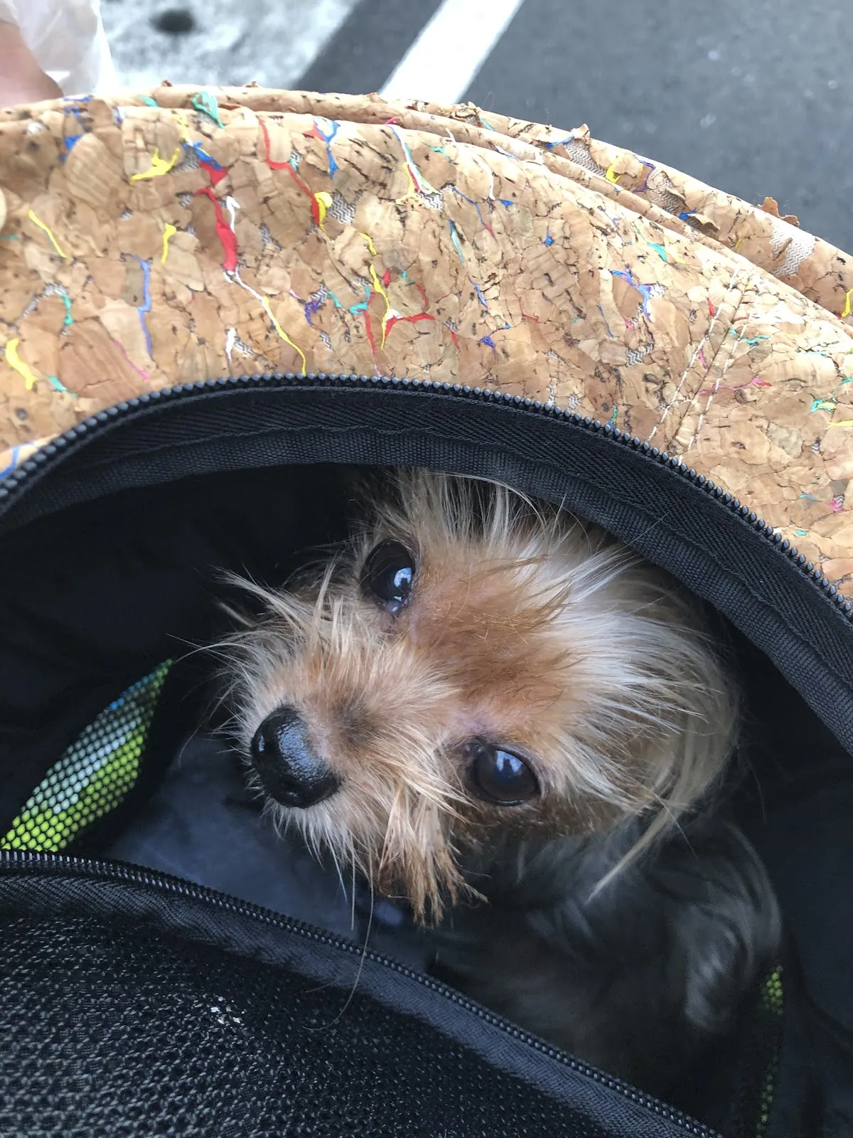 嘉慶動物醫院