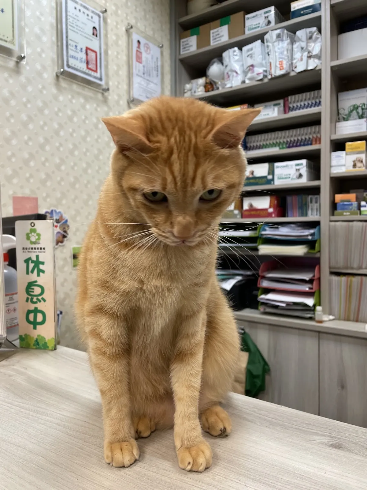 吉米犬貓專科醫院