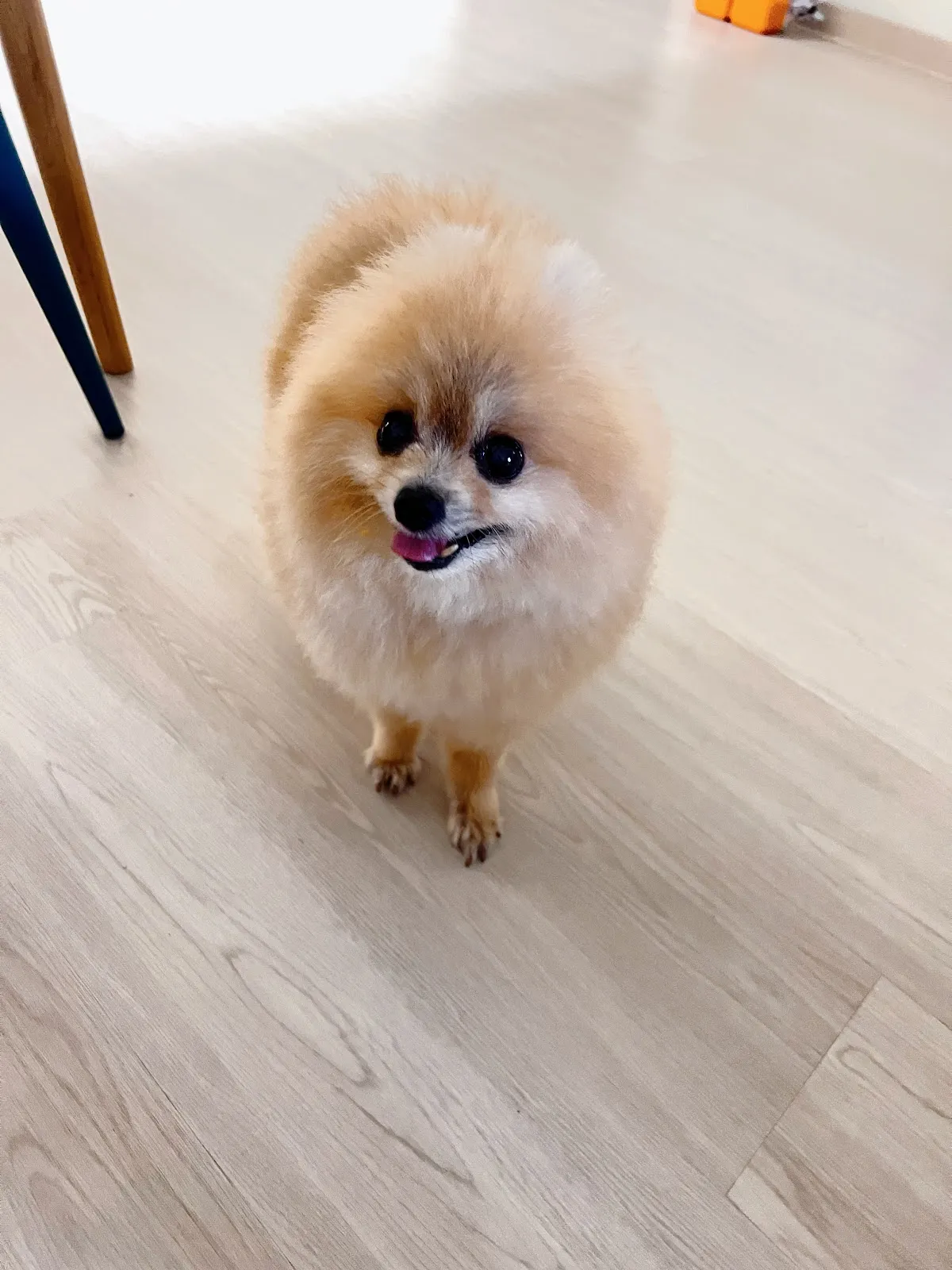 成功動物醫院