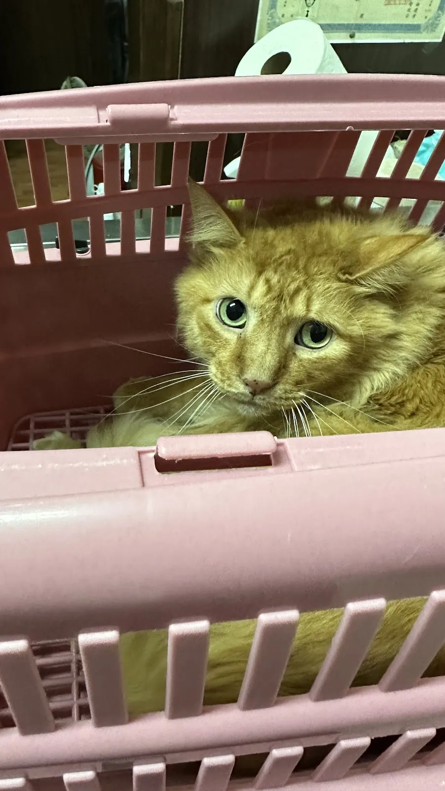 仁慈動物醫院