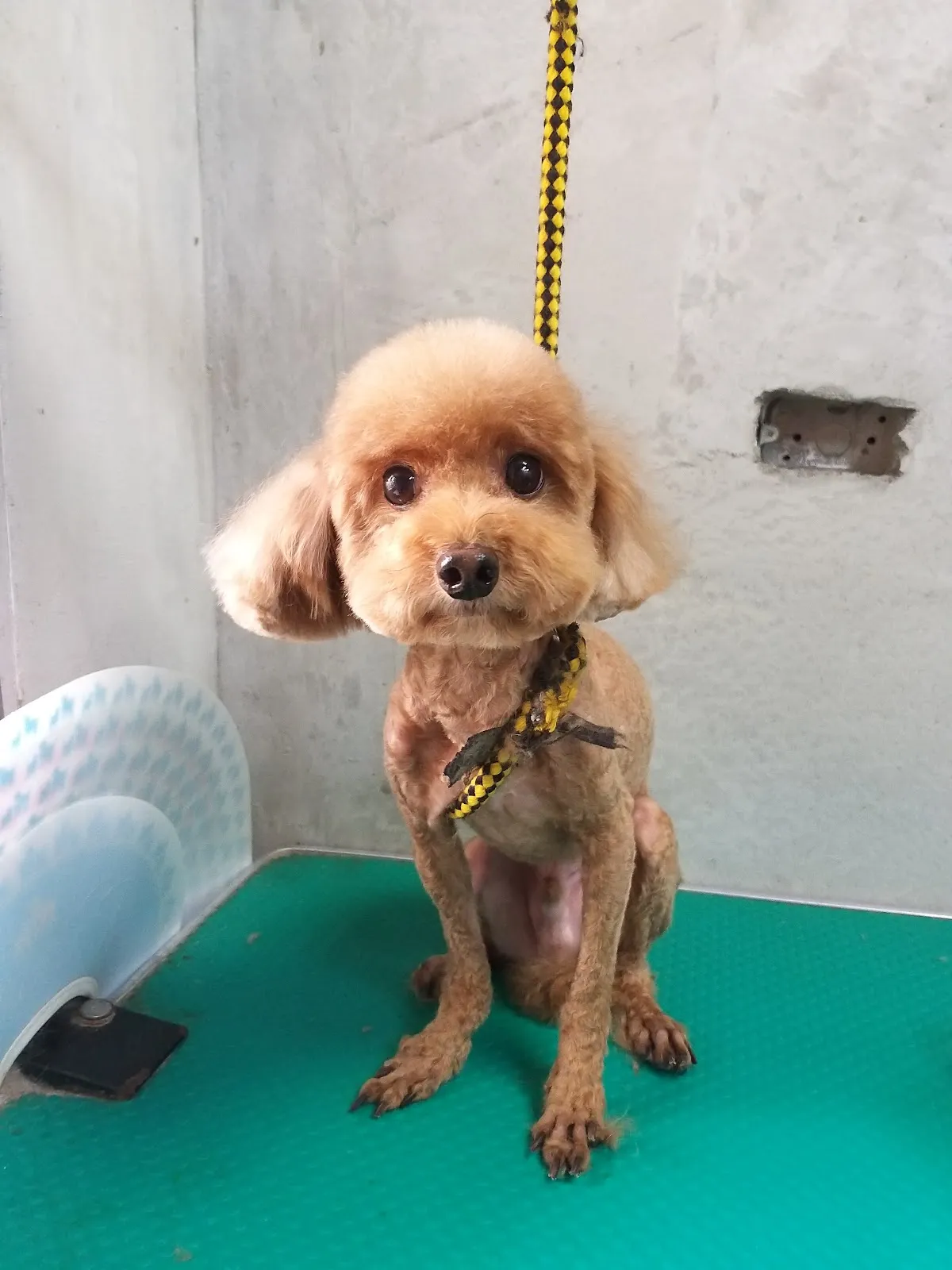 宏仁動物醫院