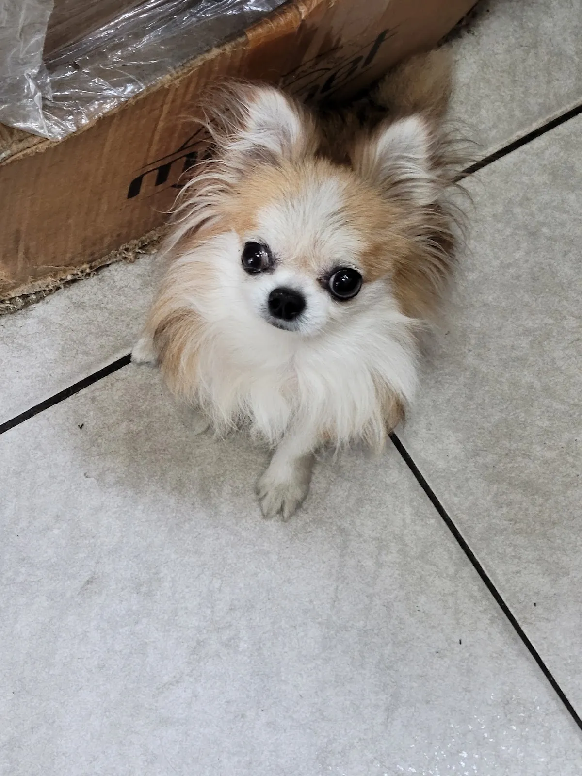 豐源動物醫院