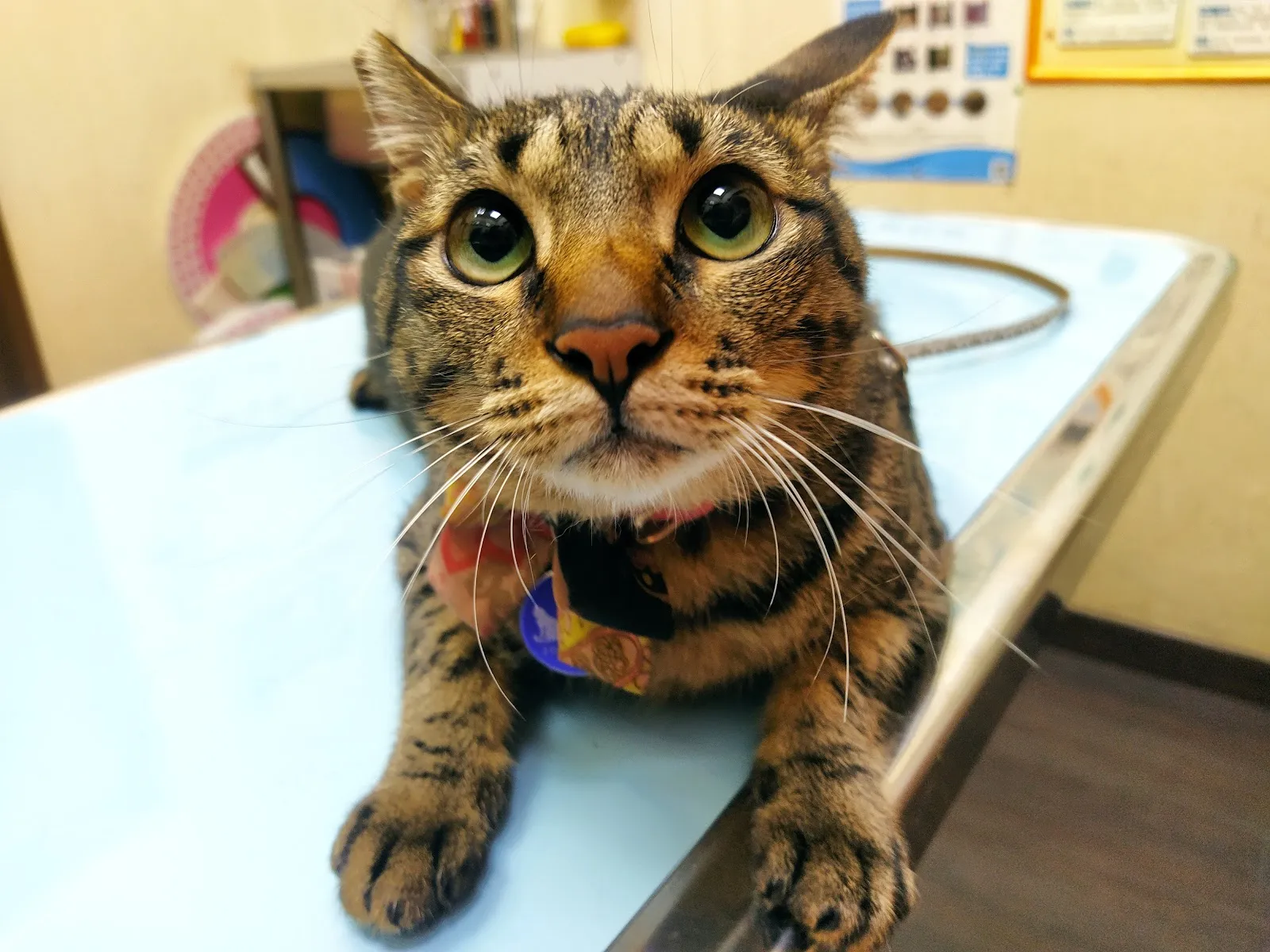 禾原動物醫院