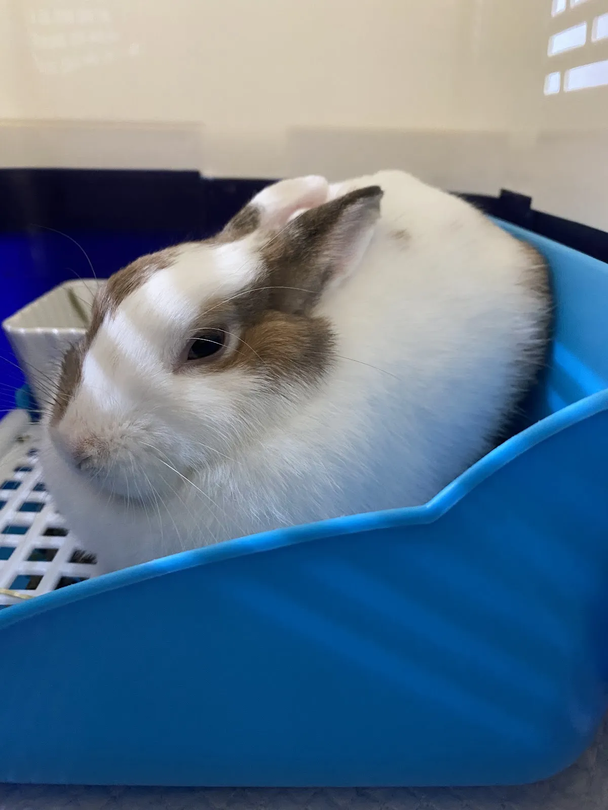 蓋亞野生動物專科醫院