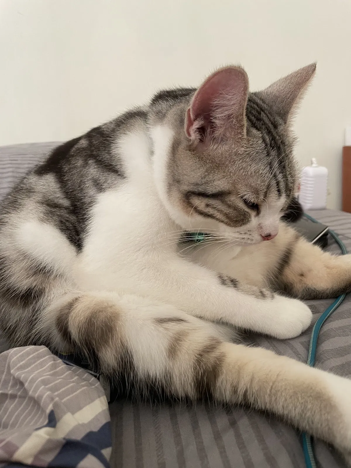 佑明動物醫院