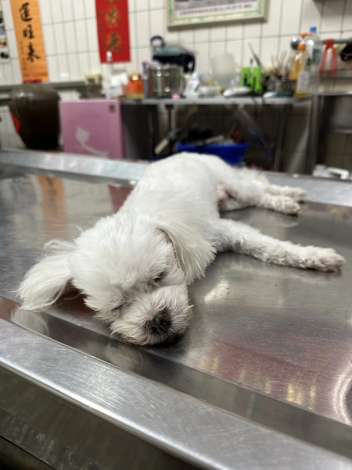 惠犬動物醫院