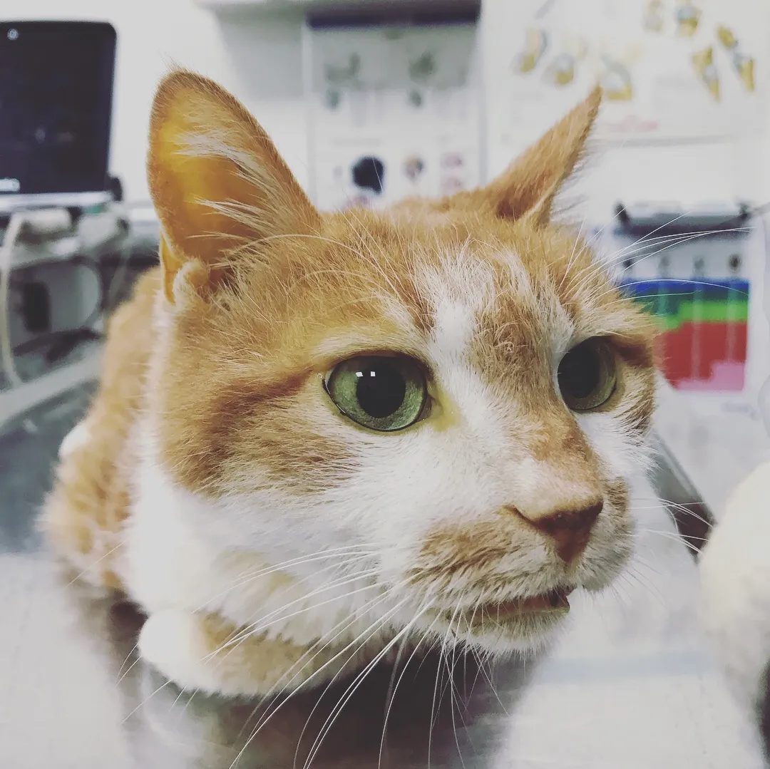 古德動物醫院