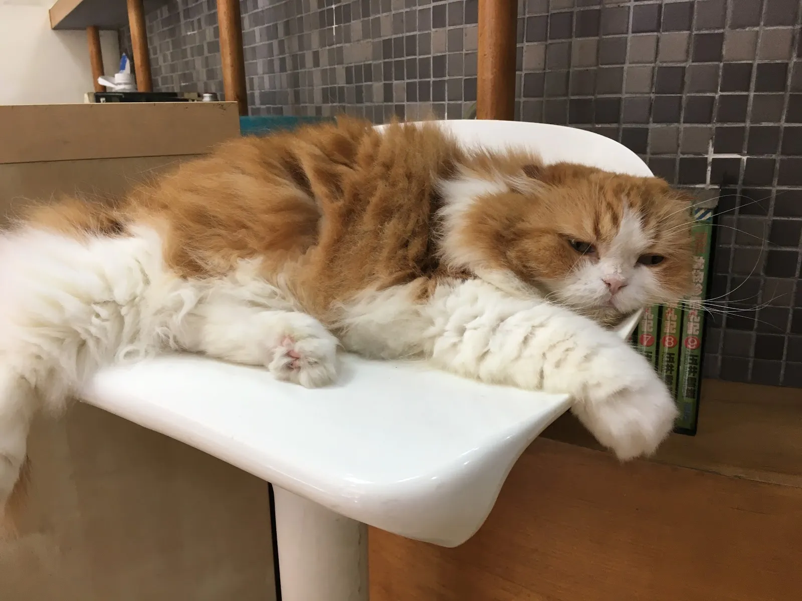 宇恒動物醫院