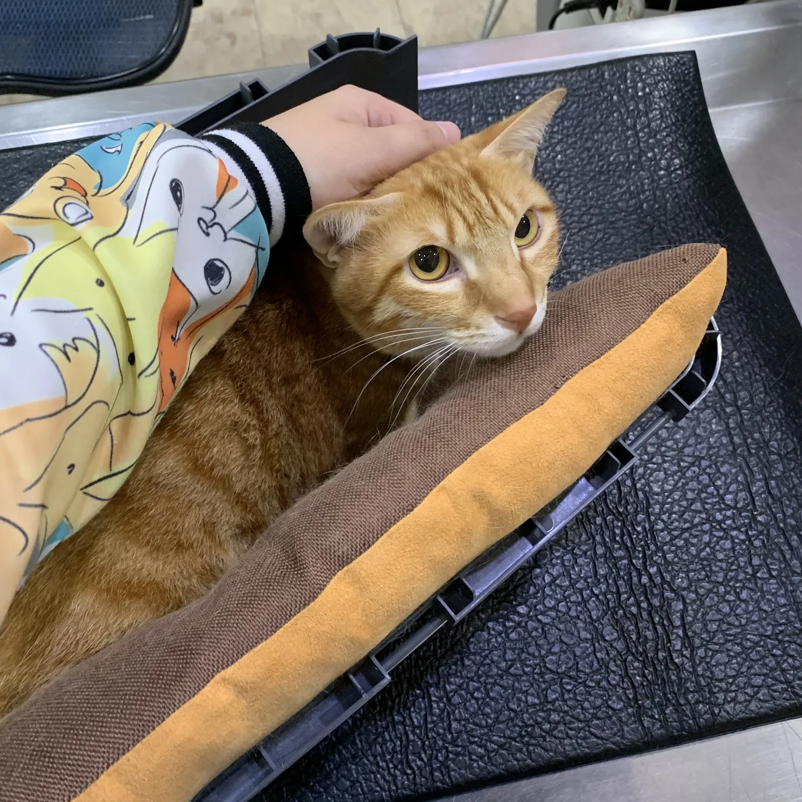 強生動物醫院