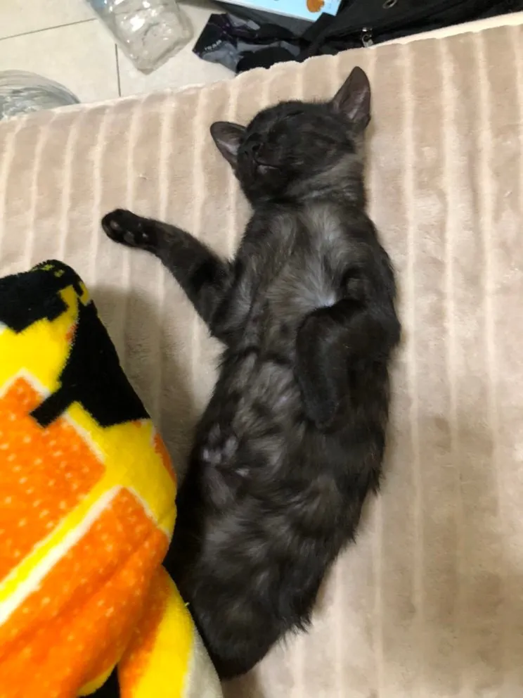 金門同伴動物醫院