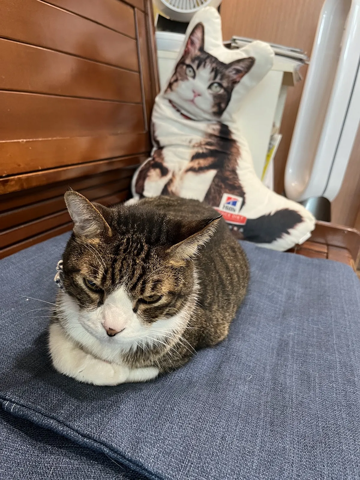 惟新動物醫院