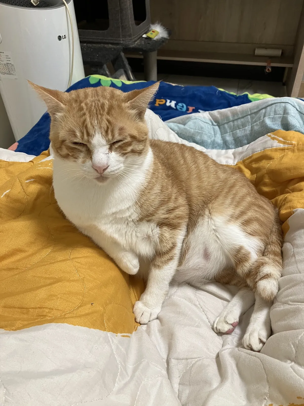 路竹動物醫院