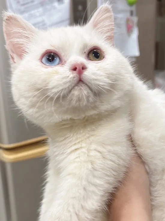 微笑動物醫院