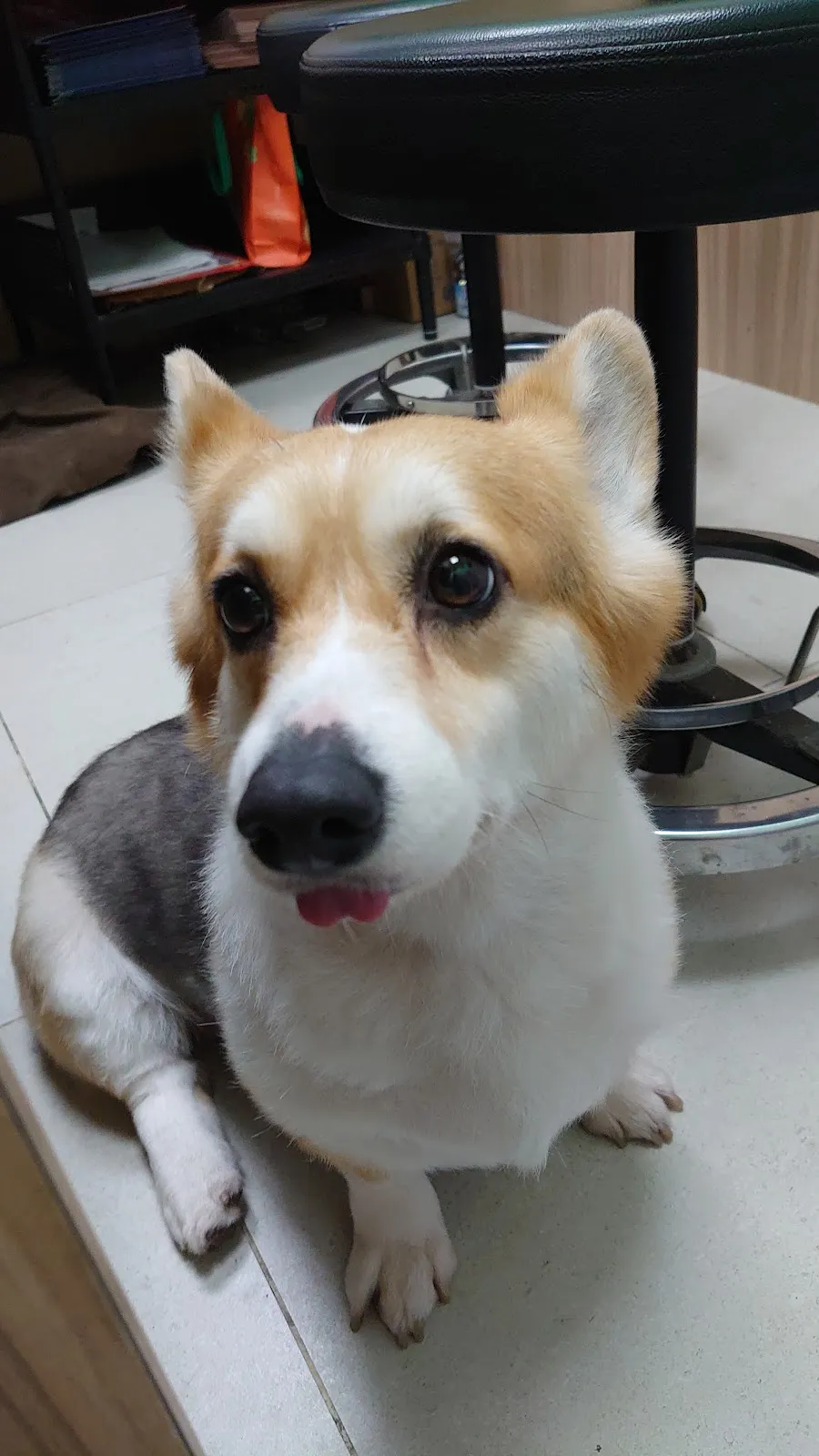 凱揚動物醫院