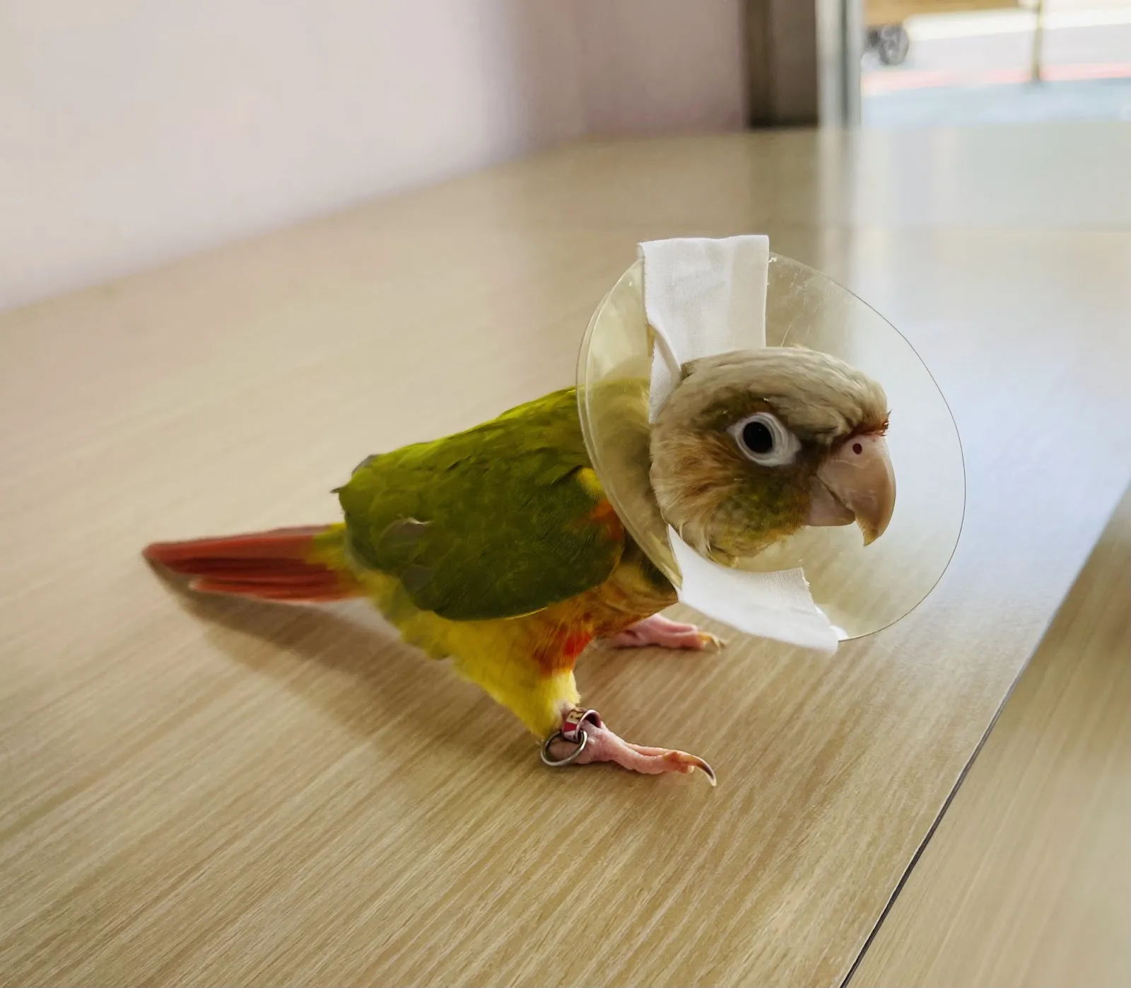 高生動物醫院