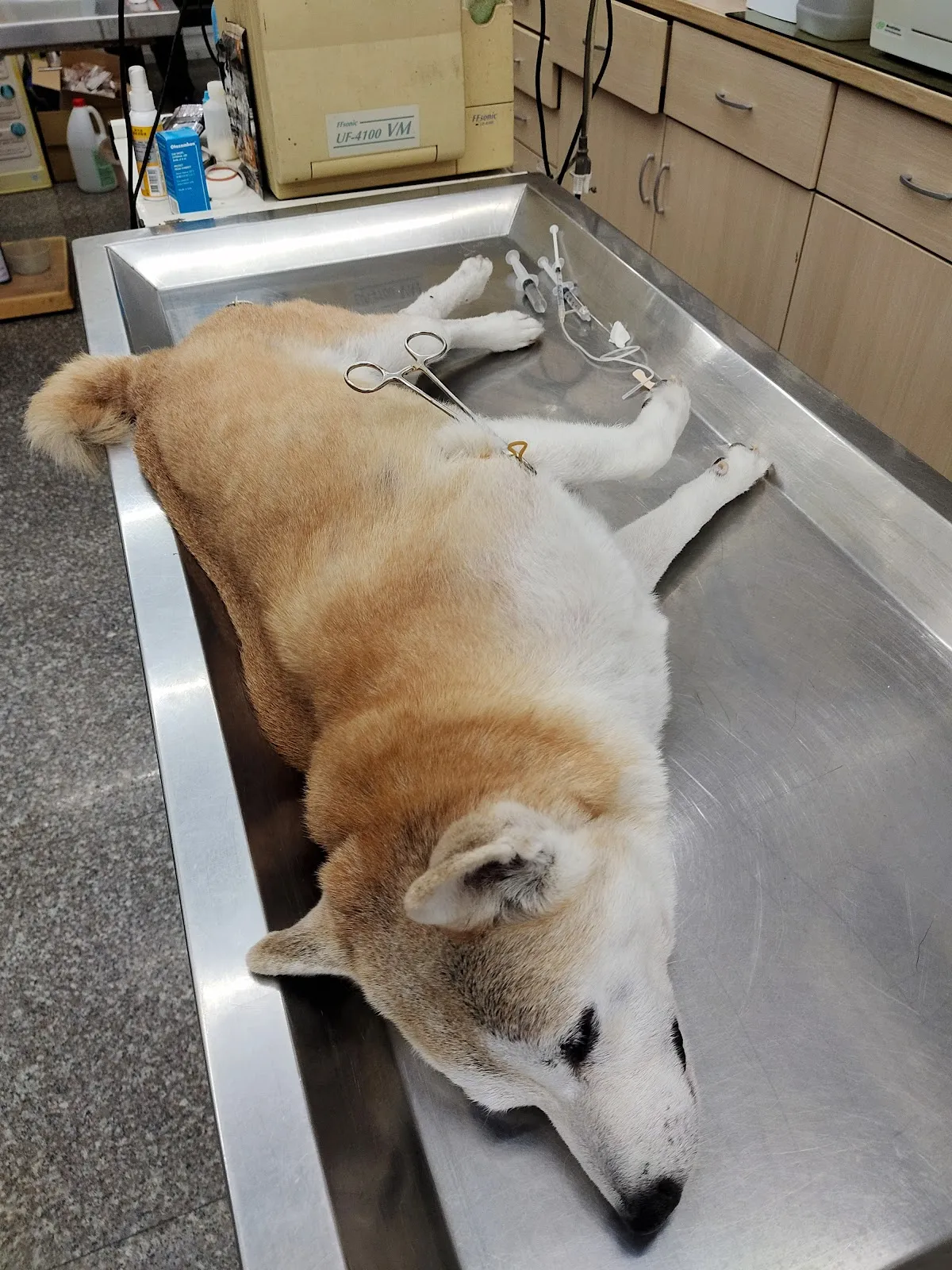 信安犬貓診所