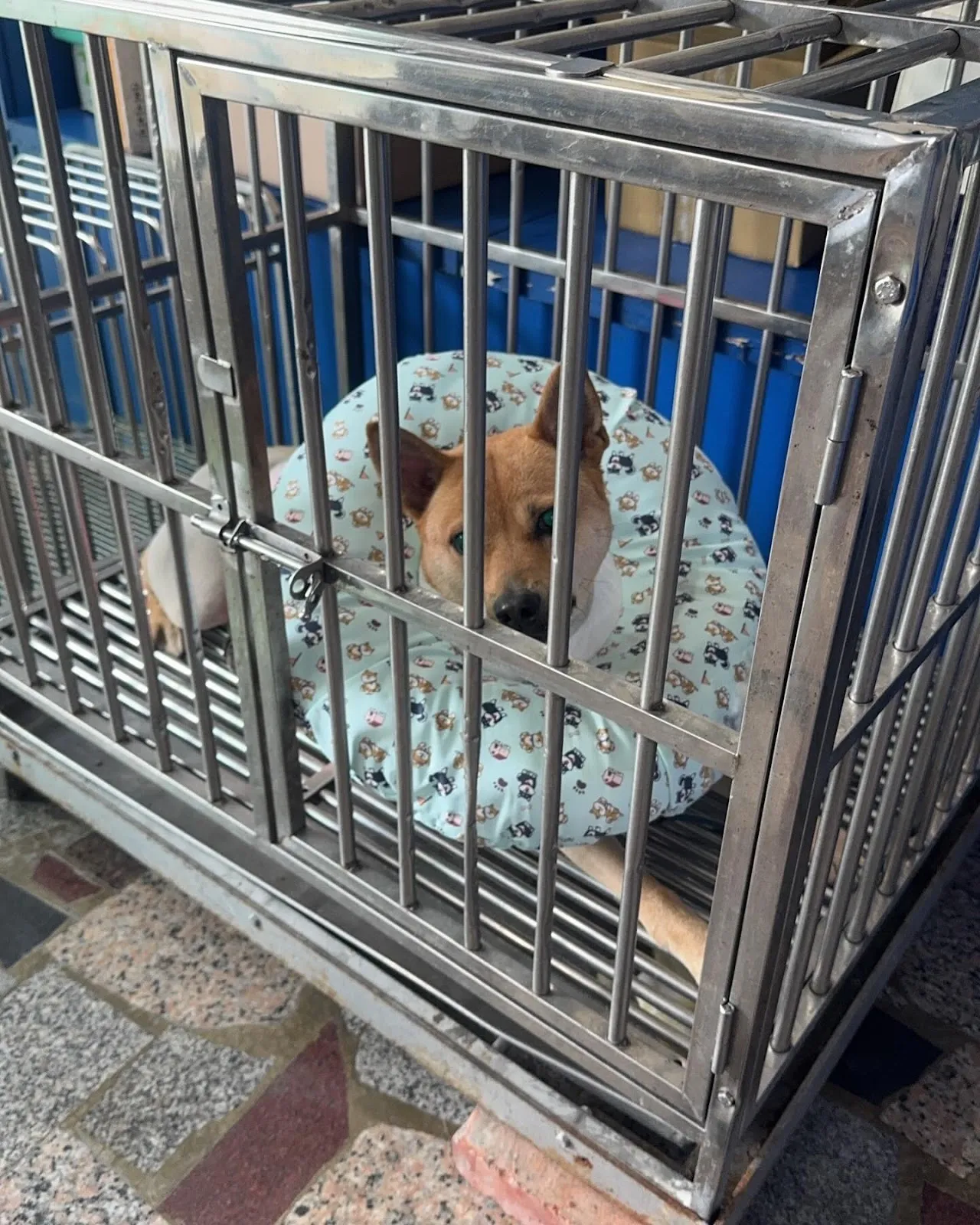安順動物醫院
