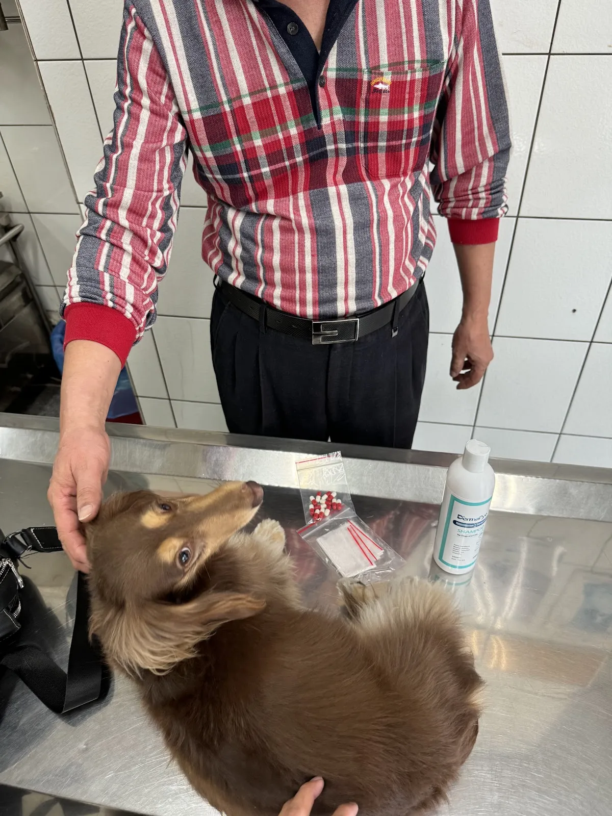 吉泰犬病院