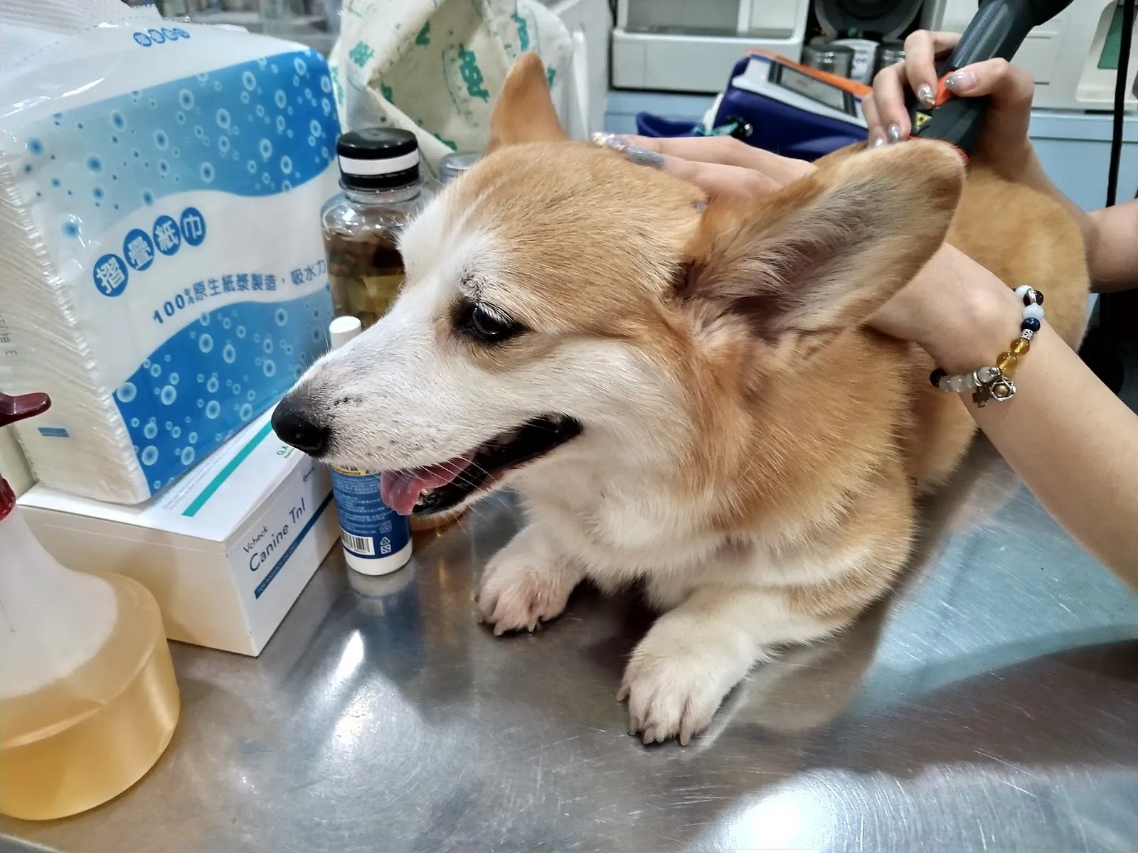 台大長鴻動物醫院