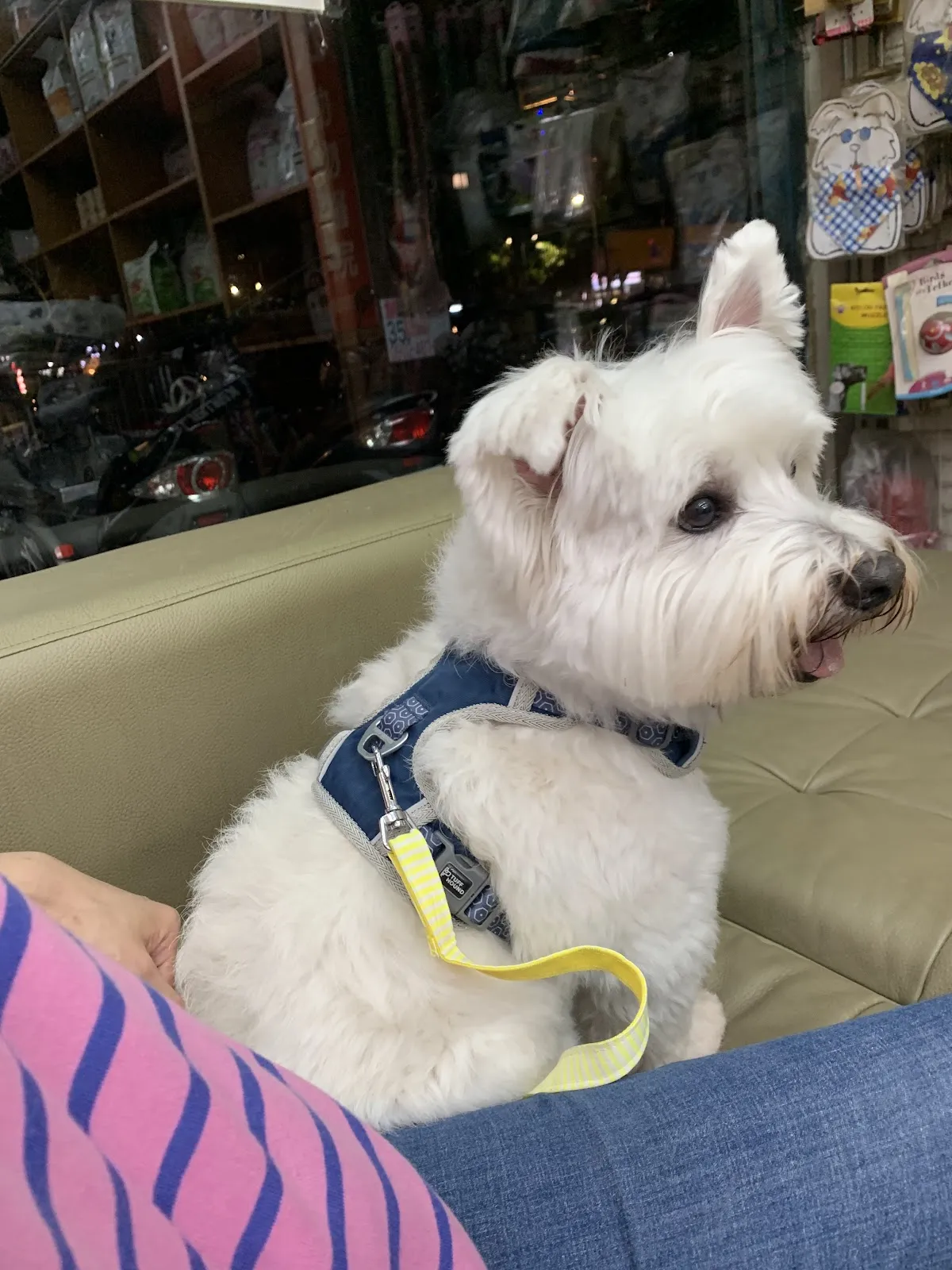 陽光動物醫院