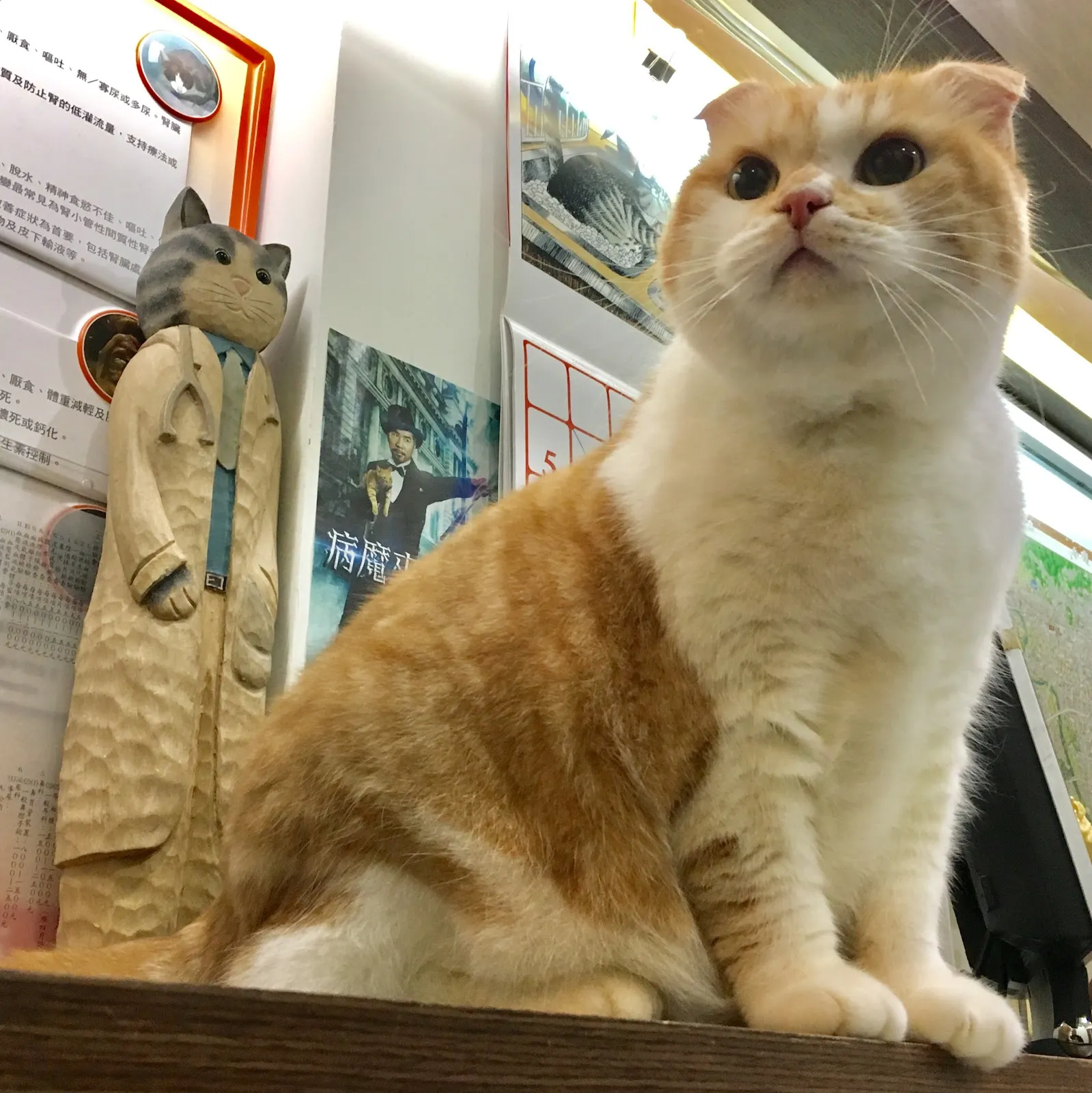 米亞動物醫院