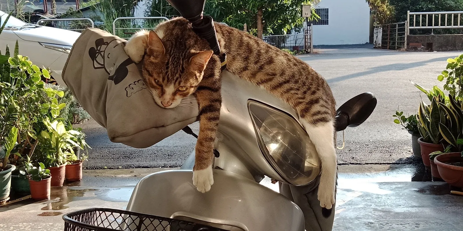 永祥動物醫院